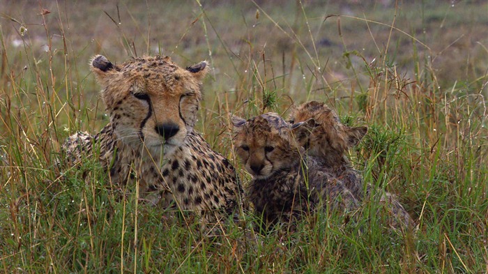 African Cats: Kingdom of Courage fonds d'écran #11