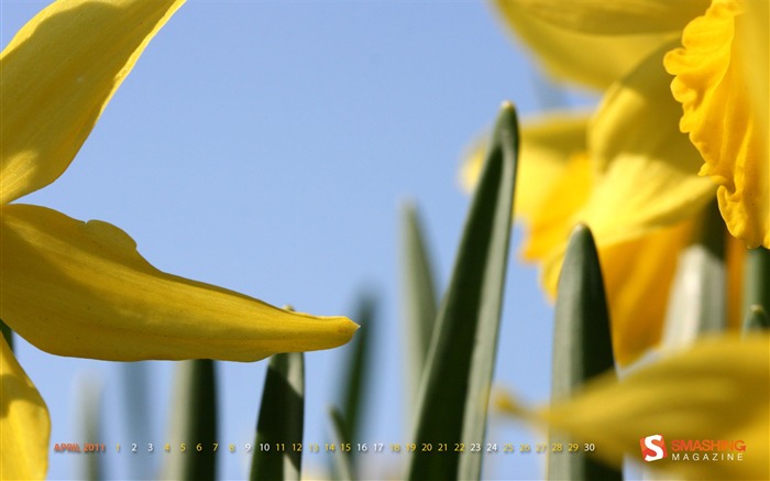 Fond d'écran Calendrier Avril 2011 (1) #10