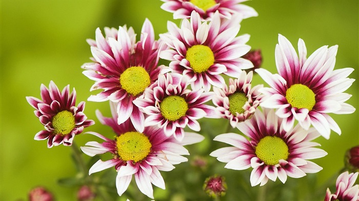 fleurs fond d'écran Widescreen close-up (32) #1