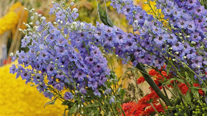 fleurs fond d'écran Widescreen close-up (32) #4