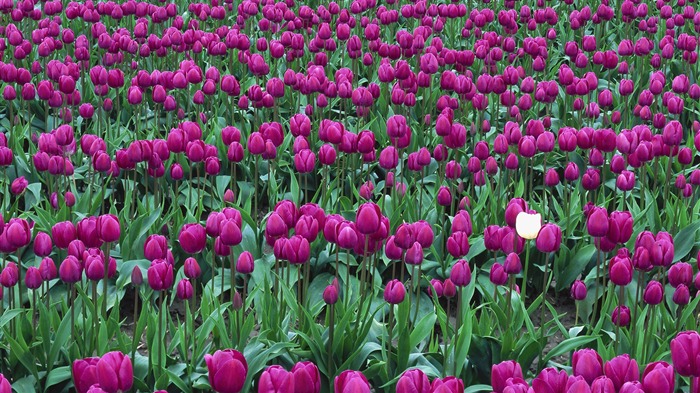 fleurs fond d'écran Widescreen close-up (32) #10