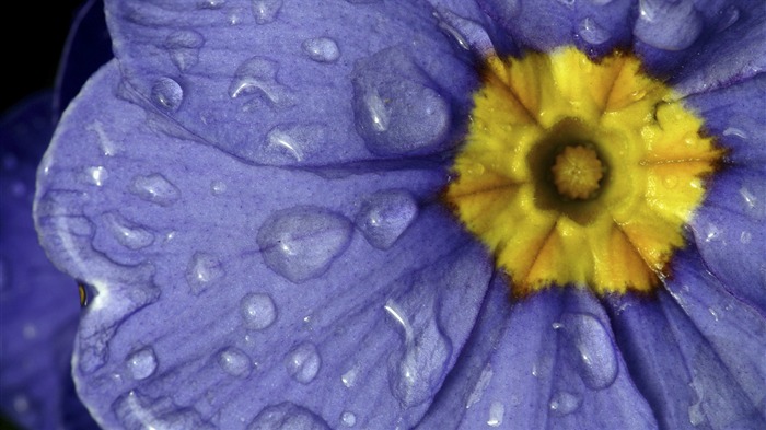 fleurs fond d'écran Widescreen close-up (32) #11