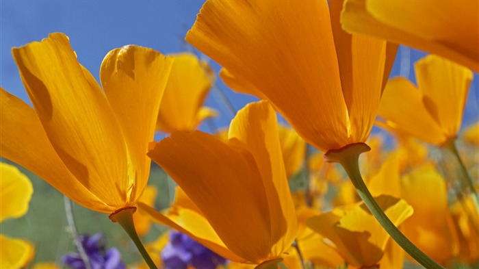 fleurs fond d'écran Widescreen close-up (32) #13