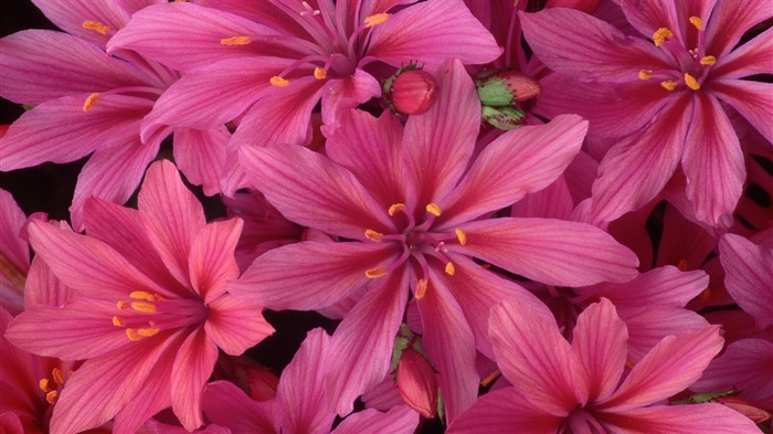 fleurs fond d'écran Widescreen close-up (32) #15