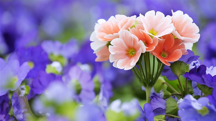 Widescreen wallpaper flowers close-up (33) #17