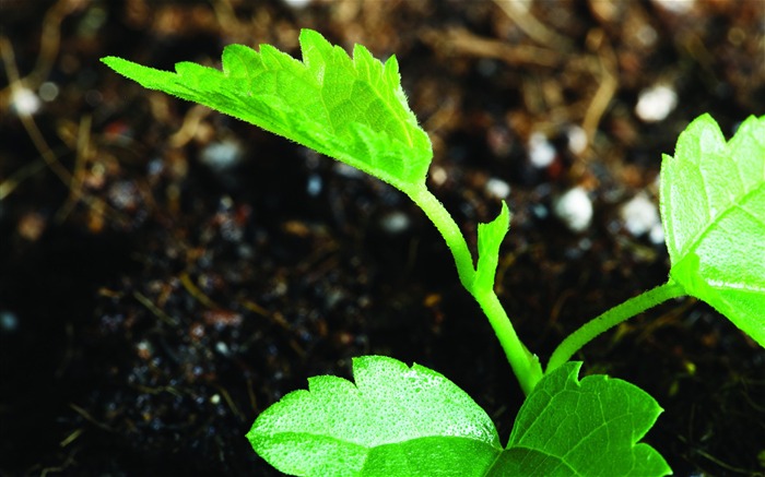 Plantas verdes sólo brotan fondos de pantalla HD #1