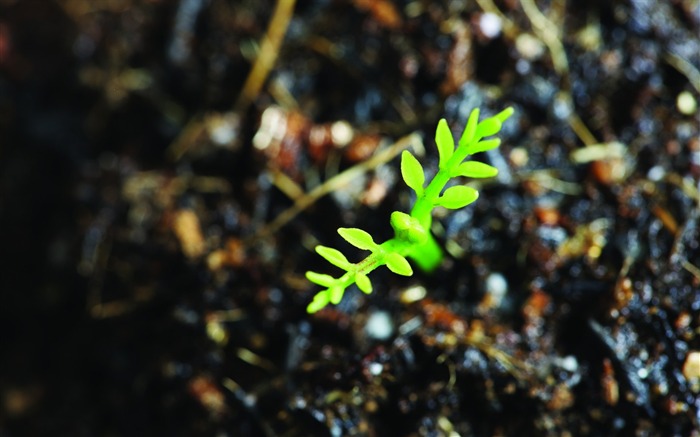 Plantas verdes sólo brotan fondos de pantalla HD #4