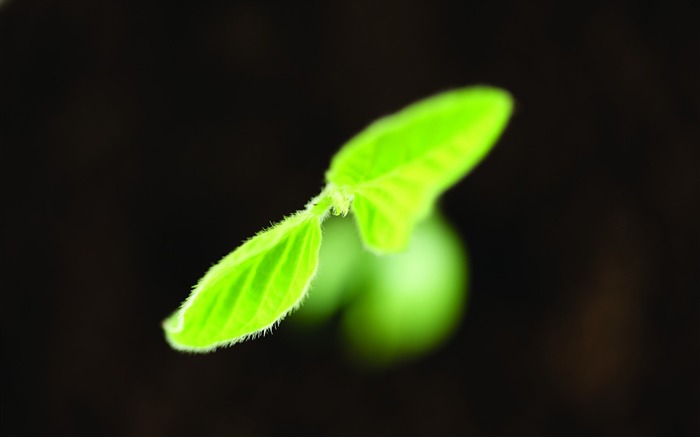 Plantas verdes sólo brotan fondos de pantalla HD #5