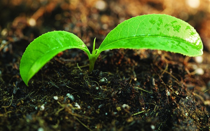 Plantas verdes sólo brotan fondos de pantalla HD #7