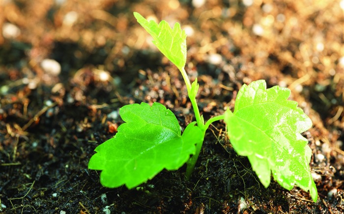 Plantas verdes sólo brotan fondos de pantalla HD #8