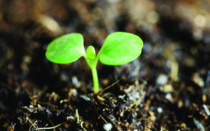 Plantas verdes sólo brotan fondos de pantalla HD #10