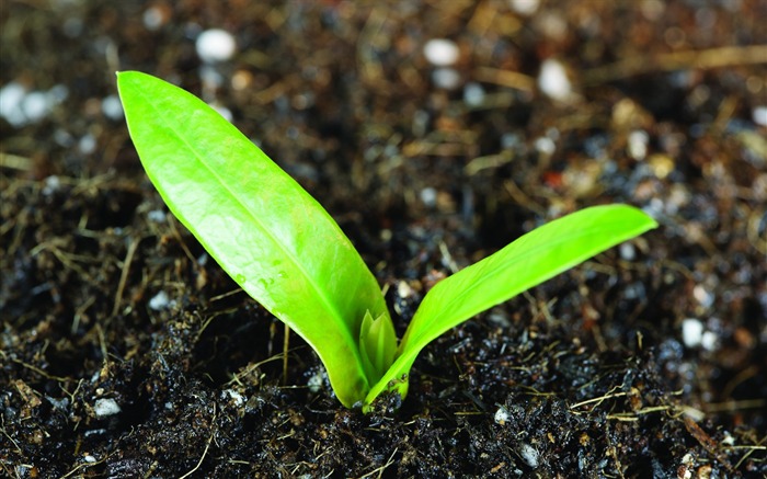 Plantas verdes sólo brotan fondos de pantalla HD #15