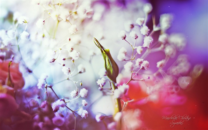 Windows 7 Wallpapers: Dream Garden #2