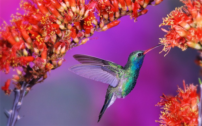 윈도우 7 배경 화면 : 아름다운 새들 #3