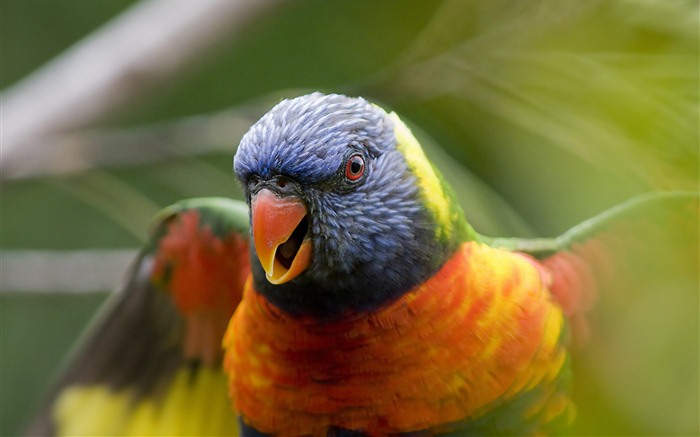 Windows 7: Překrásné Tapety Ptáci #6