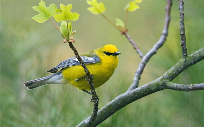 윈도우 7 배경 화면 : 아름다운 새들 #13
