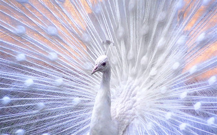 Windows 7 Fondos de pantalla: hermosos pájaros #15