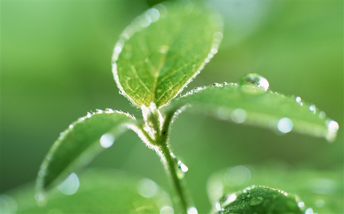 Green leaf with water droplets HD wallpapers #4