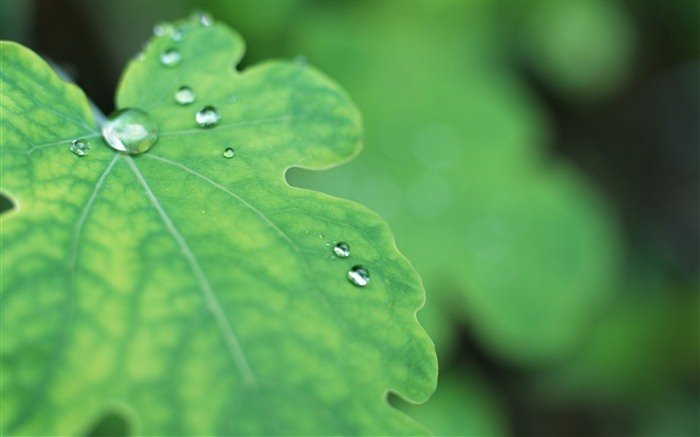 Hoja verde con las gotas de agua Fondos de alta definición #6