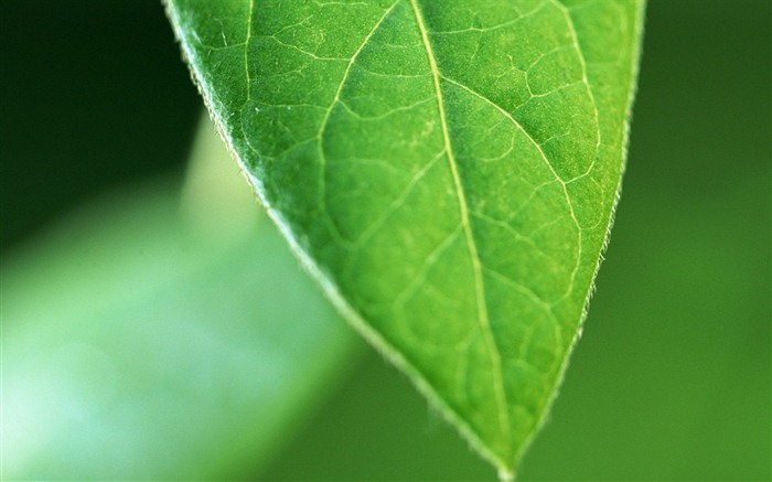 Green leaf with water droplets HD wallpapers #14