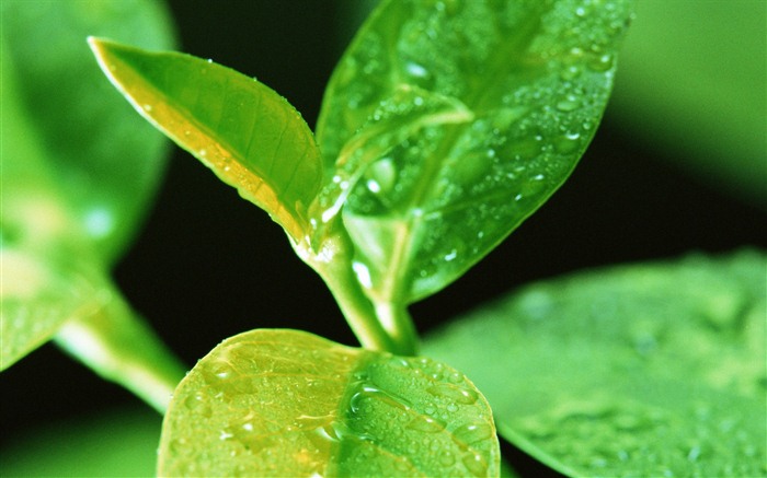 Green leaf with water droplets HD wallpapers #15