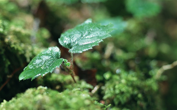 The fresh green shoots close-up wallpaper #1