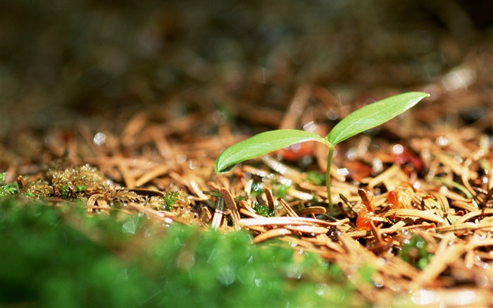 The fresh green shoots close-up wallpaper #2