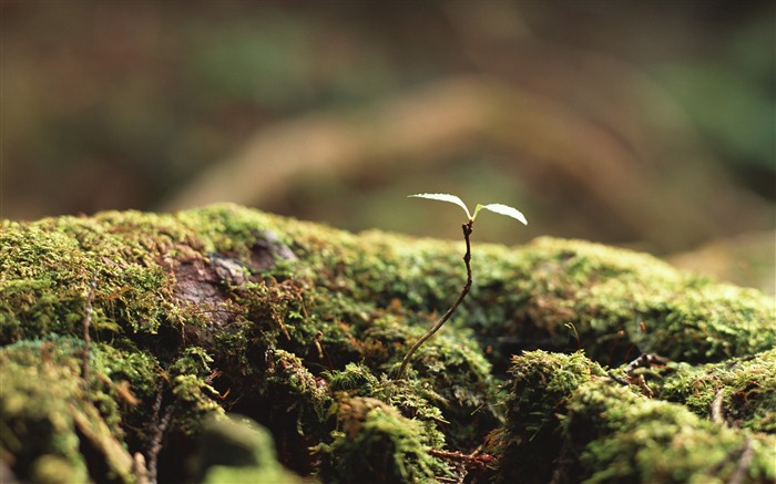 The fresh green shoots close-up wallpaper #3