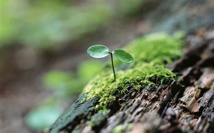 The fresh green shoots close-up wallpaper #4