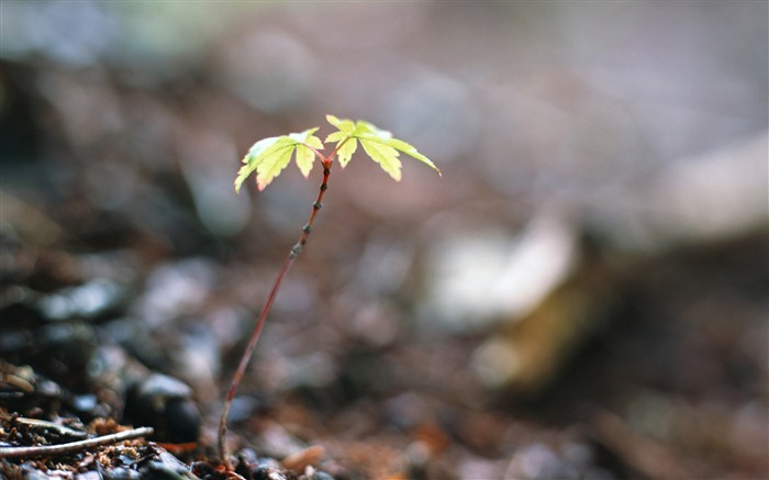 清新的绿芽特写壁纸5