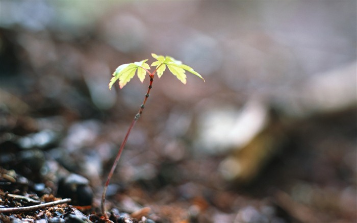 The fresh green shoots close-up wallpaper #5