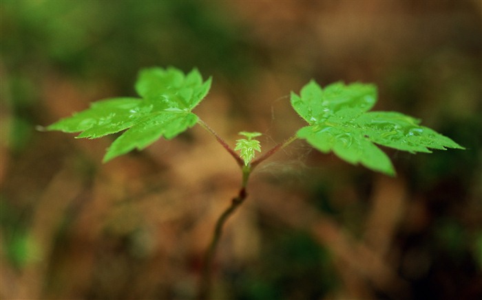 The fresh green shoots close-up wallpaper #6