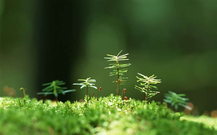 清新的绿芽特写壁纸17