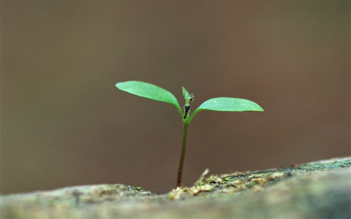 The fresh green shoots close-up wallpaper #19