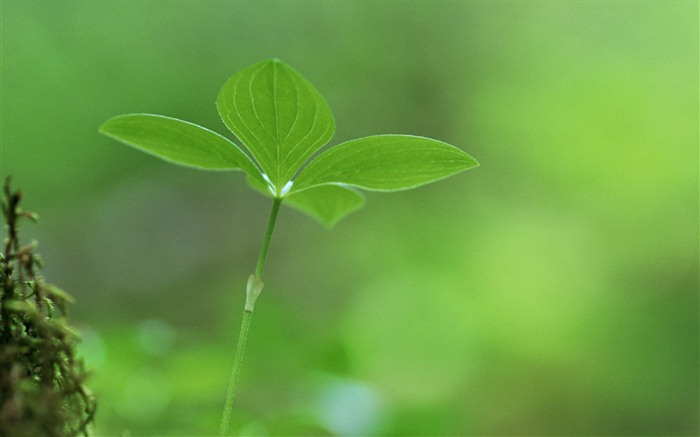 The fresh green shoots close-up wallpaper #27