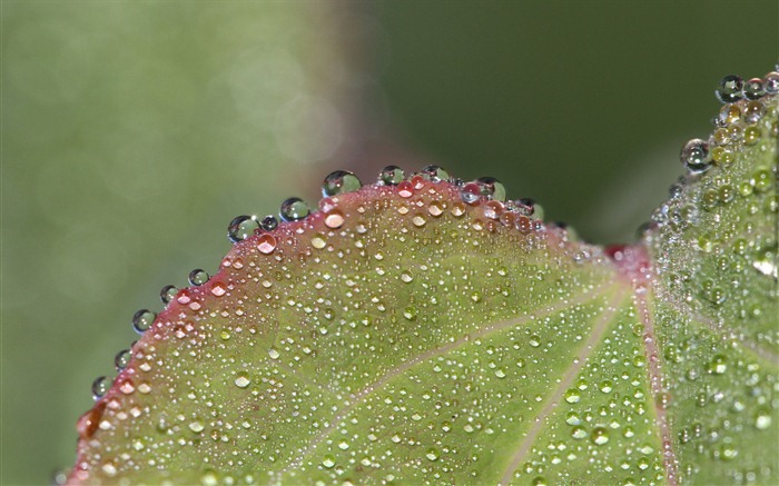 Fondos de pantalla de Windows 7: Macros Jardín #1