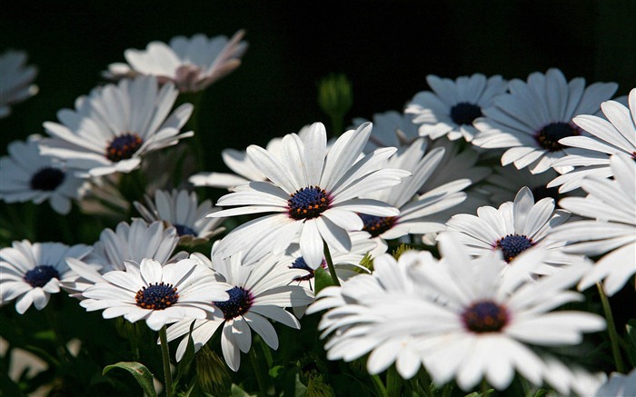 Hermosas flores de caléndula fondos de pantalla #3