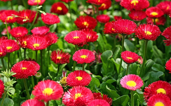 雏菊鲜花特写 高清壁纸7