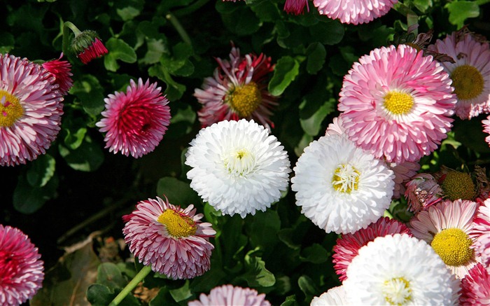 Daisies flowers close-up HD wallpapers #14