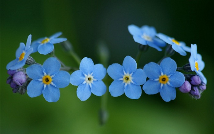 Small and beautiful forget-me-flowers HD wallpaper #1