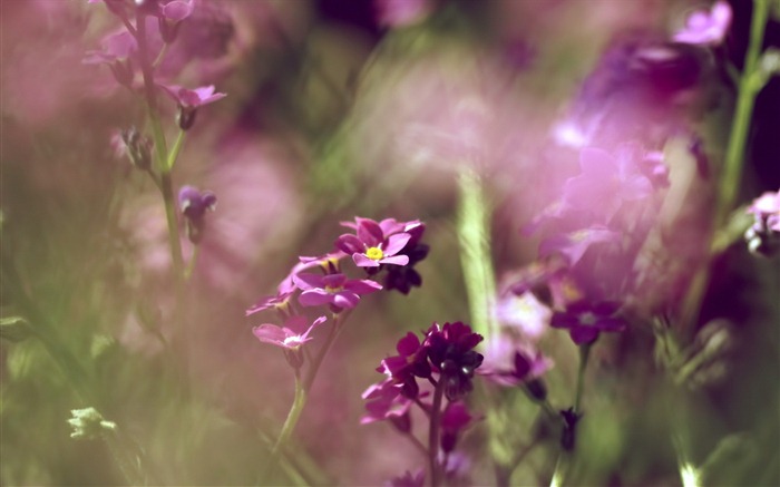 Malé a krásné forget-me-květiny HD tapetu #3