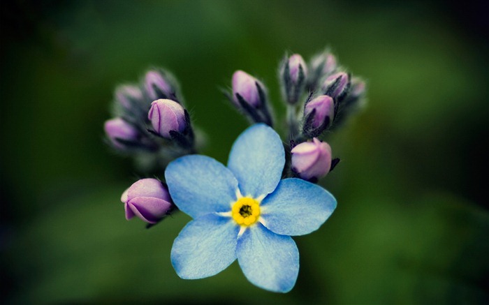 Small and beautiful forget-me-flowers HD wallpaper #10