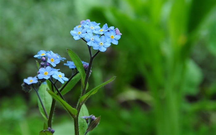 Small and beautiful forget-me-flowers HD wallpaper #12