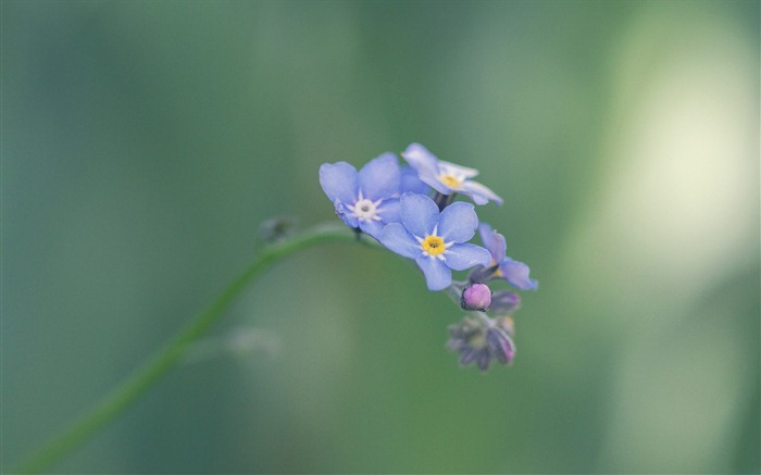 Pequeño y hermoso-me-olvides las flores HD papel tapiz #17