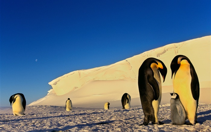 Windows 8 Wallpaper: Antarktis, Schnee Landschaft der Antarktis Pinguine #3