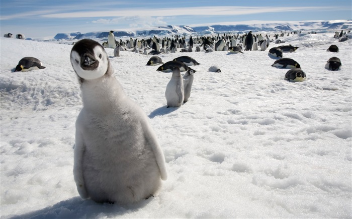 Windows 8: Fondos de pantalla, paisajes antárticos nieve, pingüinos antárticos #4