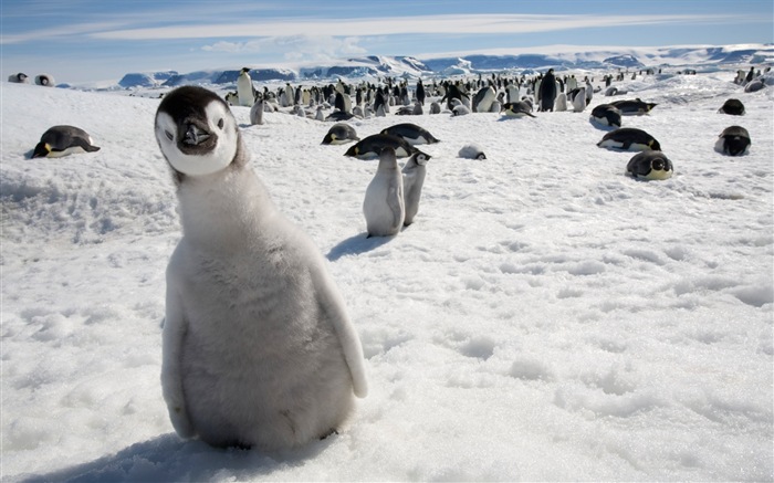 Windows 8 Wallpapers: Antarctic, Snow scenery, Antarctic penguins #4