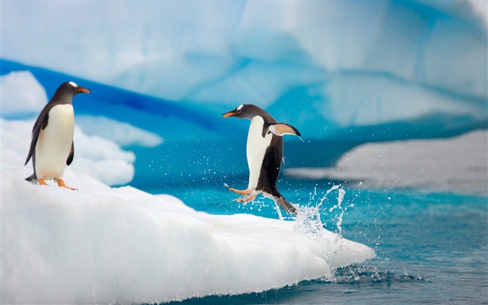 Windows 8 Wallpaper: Antarktis, Schnee Landschaft der Antarktis Pinguine #12