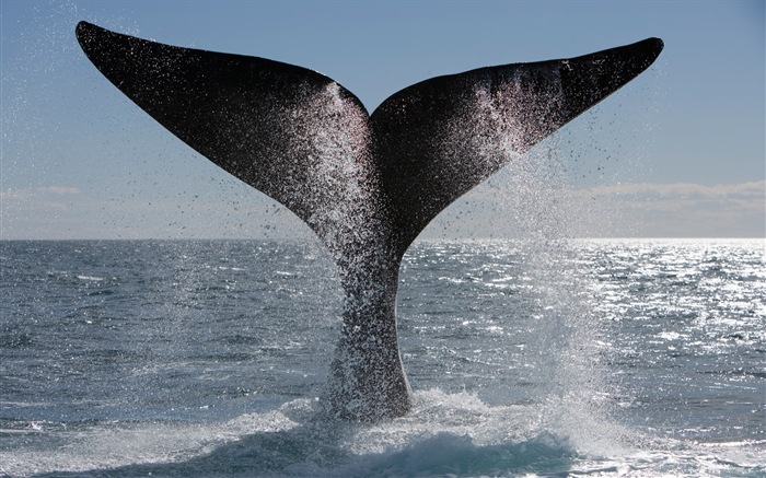 Fonds d'écran Windows 8: l'Antarctique, des paysages de neige, pingouins en Antarctique #13