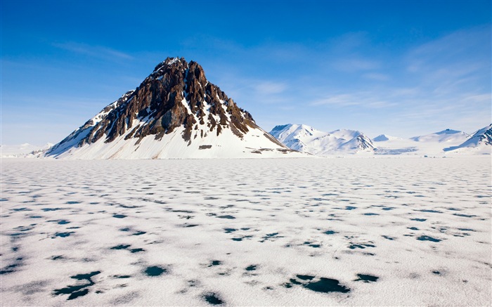 윈도우 8 배경 화면 : 북극의 자연 생태 경관, 북극 동물 #1